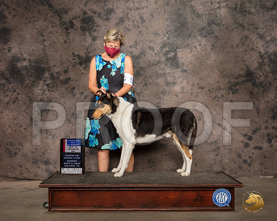 Collie Smooth #5 Sun BOW Judge Col Purkshier_SR_9236_Belton2020_HR3
