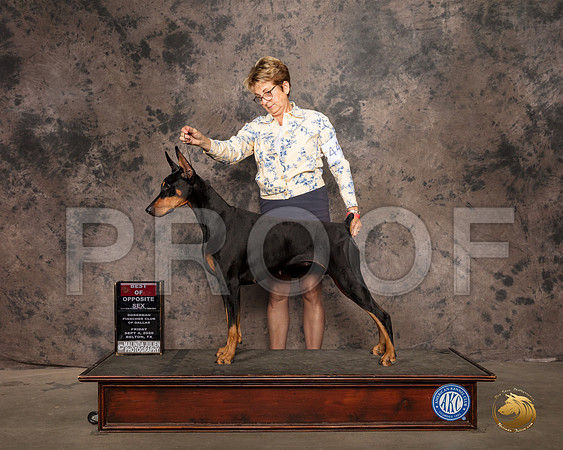 Doberman Pinscher #? day? BOS Judge Sydney Good_SR_9249_Belton2020_HR3