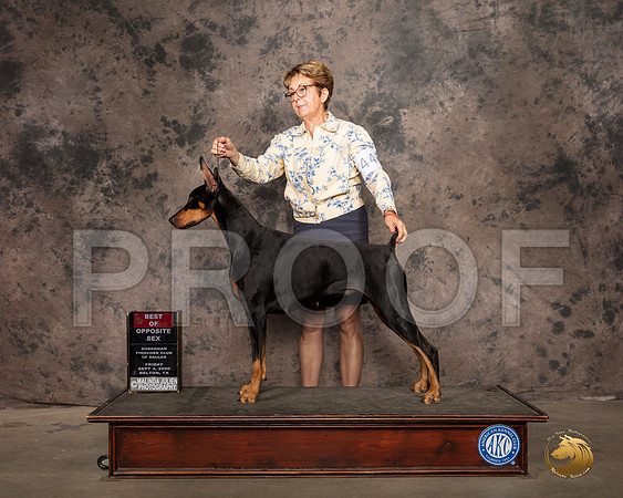 Doberman Pinscher #? day? BOS Judge Sydney Good_SR_9252_Belton2020_HR3