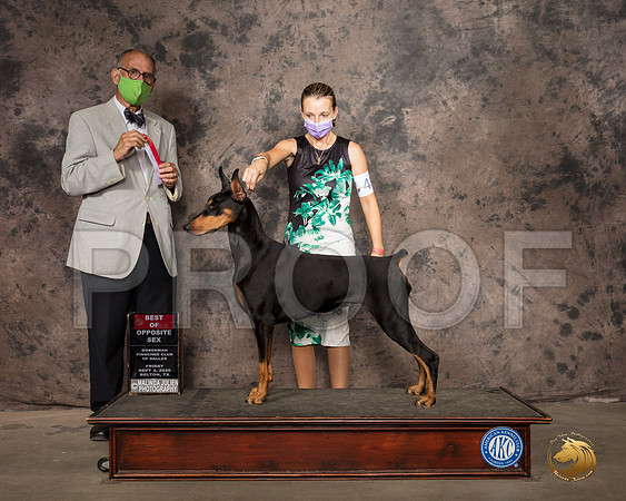 Doberman Pinscher #40 Mon BOS Judge Luis Sosa_SR_9257_Belton2020_HR3