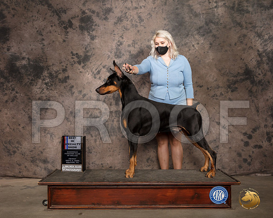 Doberman Pinscher #43 Fri BISS Judge Sydney Good RESHOOT_SR_9290_Belton2020_HR3