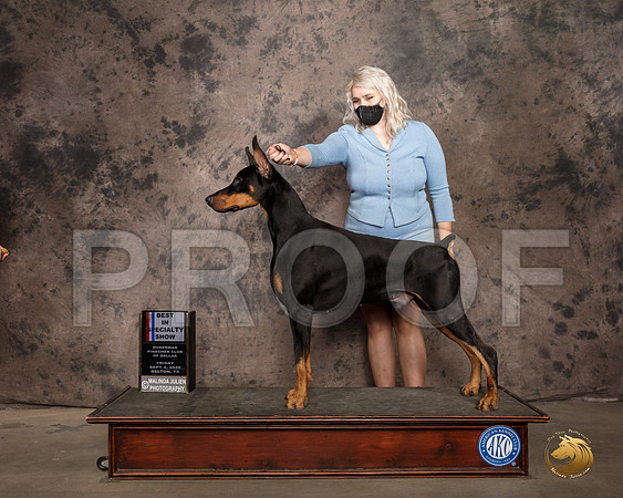 Doberman Pinscher #43 Fri BISS Judge Sydney Good RESHOOT_SR_9297_Belton2020_HR3
