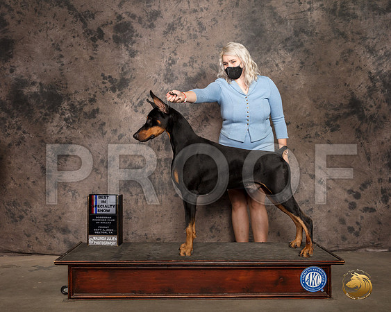 Doberman Pinscher #43 Fri BISS Judge Sydney Good RESHOOT_SR_9298_Belton2020_HR3