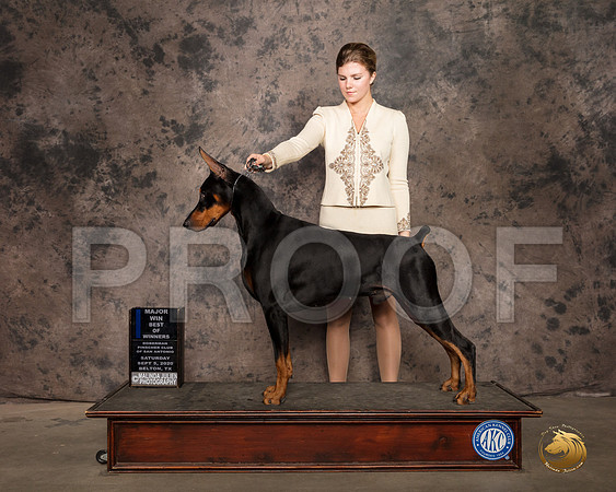 Doberman Pinscher #57 Sat BOW Judge Gena Box Young RESHOOT_SR_9306_Belton2020_HR3