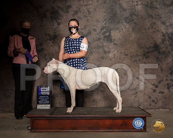 Dogo Argentino #16 Mon WB Judge Patricia Sosa_SR_9133_Belton2020_HR3