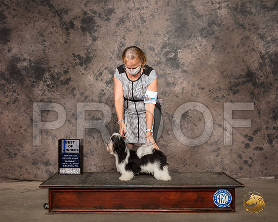 Havanese #12 Mon BOW Judge Lee Whittier_SR_9231_Belton2020_HR3