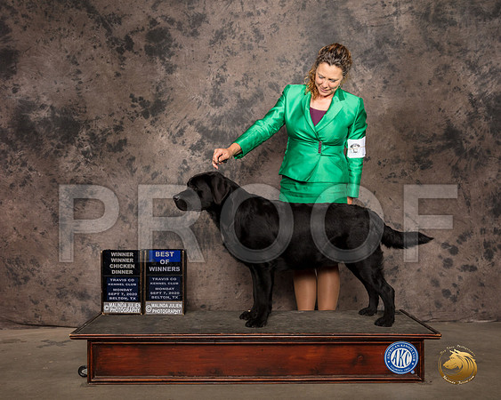 Labrador Retriever #39 Mon BOW Judge Helen Dorrence_SR_9195_Belton2020_HR3