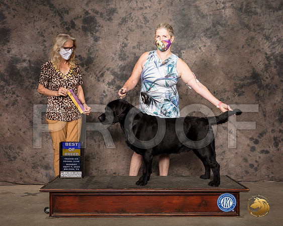 Labrador Retriever #53 Mon BOB Judge Helen Dorrence_SR_9120_Belton2020_HR3