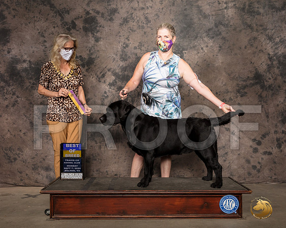 Labrador Retriever #53 Mon BOB Judge Helen Dorrence_SR_9121_Belton2020_HR3