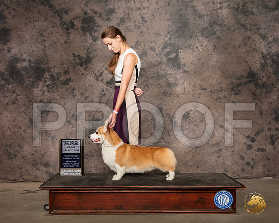Pembroke Welsh Corgi #37 Mon GrCh Judge Linda Hurlebaus_SR_9088_Belton2020_HR3