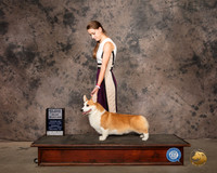 Pembroke Welsh Corgi #37 Mon SD Judge?
