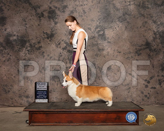 Pembroke Welsh Corgi #37 Mon SD Judge?_SR_9116_Belton2020_HR3