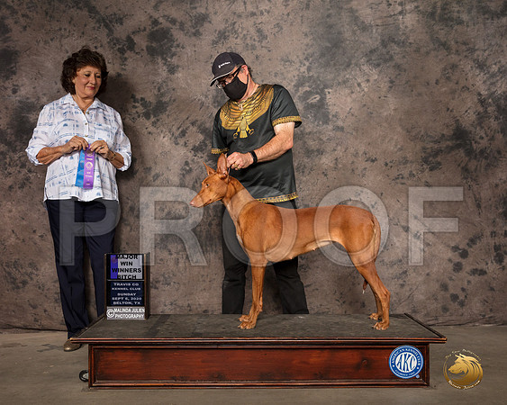 Pharoah Hound #10 Mon WB Judge Nancy Leising_SR_9178_Belton2020_HR3