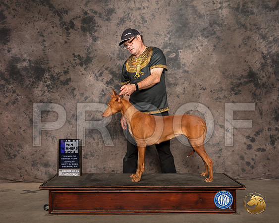 Pharoah Hound #10 Sun WB Judge Nancy Leising_SR_9101_Belton2020_HR3