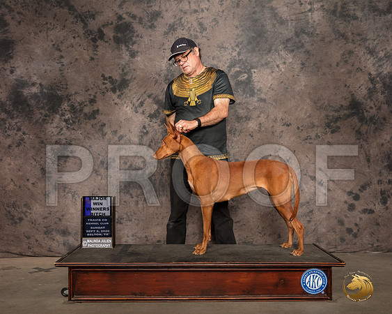 Pharoah Hound #10 Sun WB Judge Nancy Leising_SR_9107_Belton2020_HR3