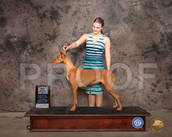 Pharoah Hound #6 Mon WB Judge Luis Sosa_SR_9066_Belton2020_HR3