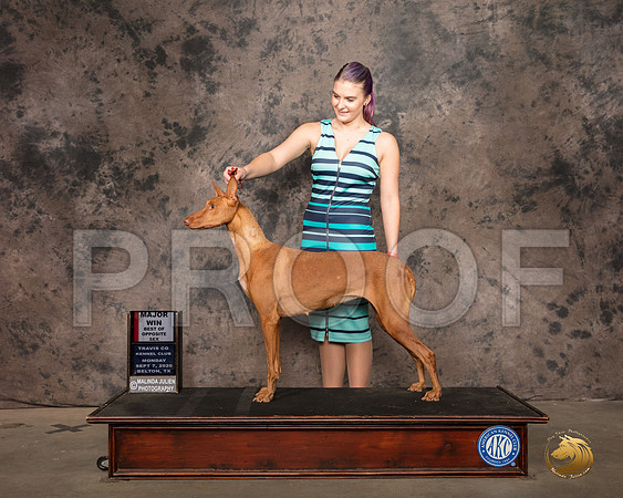 Pharoah Hound #6 Mon WB Judge Luis Sosa_SR_9068_Belton2020_HR3