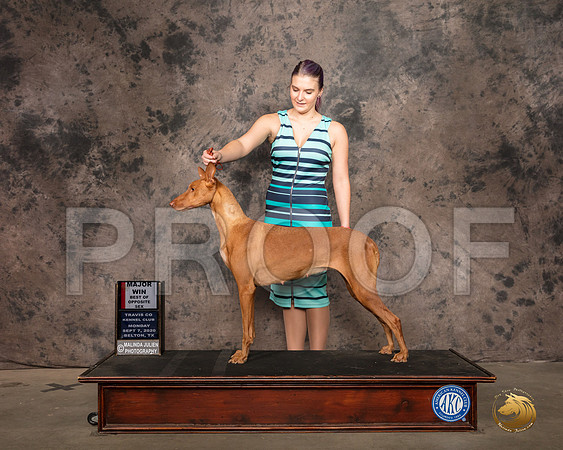 Pharoah Hound #6 Mon WB Judge Luis Sosa_SR_9070_Belton2020_HR3