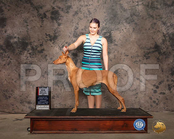 Pharoah Hound #6 Mon WB Judge Luis Sosa_SR_9071_Belton2020_HR3