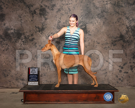Pharoah Hound #6 Mon WB Judge Luis Sosa_SR_9074_Belton2020_HR3