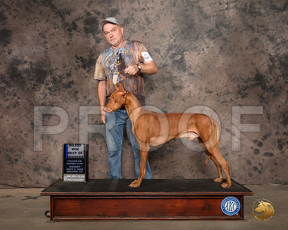 Pharoah Hound #7 Mon BOW Judge Luis Sosa_SR_9063_Belton2020_HR3