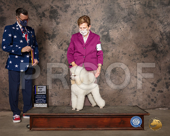 Poodle Miniature #14 Mon BOV Judge Darryl Vice_SR_9266_Belton2020_HR3
