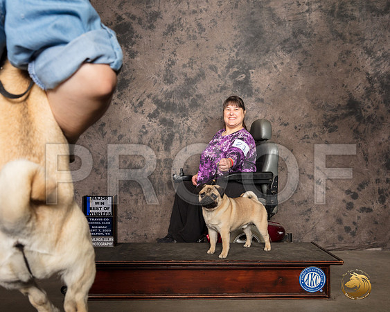 Pug #21 Mon BOW Judge Pamela WIlson_SR_9153_Belton2020_HR3