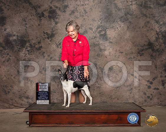 Rat Terrier #6 Mon BOS Judge Lee Whittier_SR_9164_Belton2020_HR3