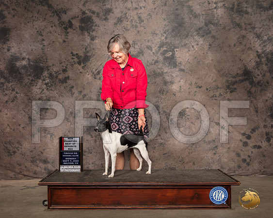 Rat Terrier #6 Mon BOS Judge Lee Whittier_SR_9165_Belton2020_HR3