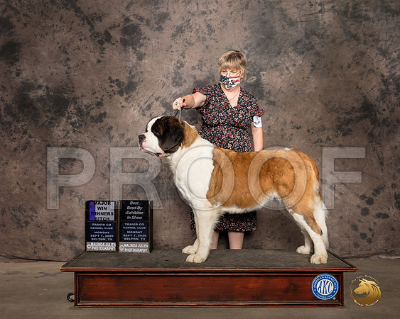 Saint Bernard #? Mon WB Judge Patricia Sosa_SR_9308_Belton2020_HR3