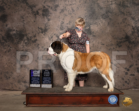 Saint Bernard #? Mon WB Judge Patricia Sosa_SR_9310_Belton2020_HR3