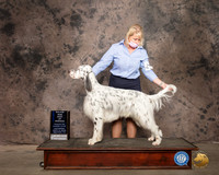 English Setter #11 Sat BOW Judge Vicki Abbott