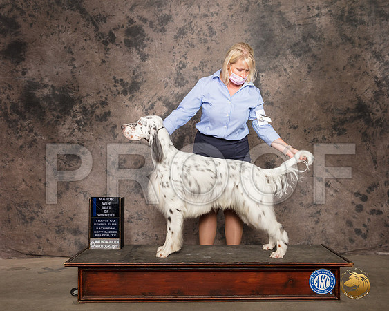 English Setter #11 Sat BOW Judge Vicki Abbott_SR_9407_Belton2020_HR3