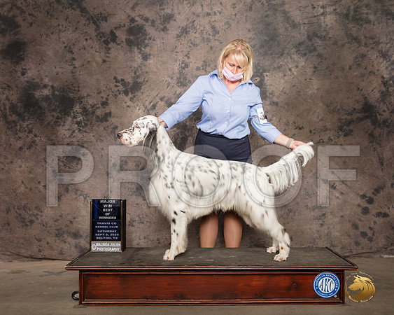 English Setter #11 Sat BOW Judge Vicki Abbott_SR_9409_Belton2020_HR3