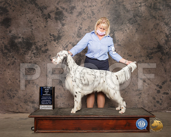 English Setter #11 Sat BOW Judge Vicki Abbott_SR_9410_Belton2020_HR3
