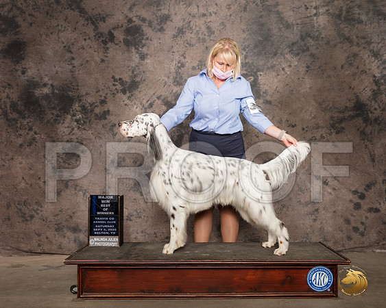 English Setter #11 Sat BOW Judge Vicki Abbott_SR_9411_Belton2020_HR3