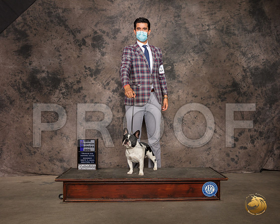 French Bulldog #7 Mon WD Judge Patricia Sosa_SR_9399_Belton2020_HR3