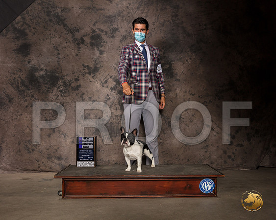 French Bulldog #7 Mon WD Judge Patricia Sosa_SR_9402_Belton2020_HR3