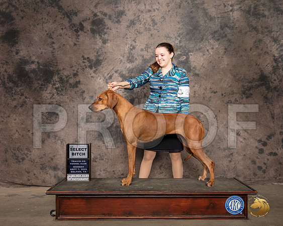 Rhodesian Ridgeback #28 Mon SB Judge Nancy Leising_SR_9421_Belton2020_HR3