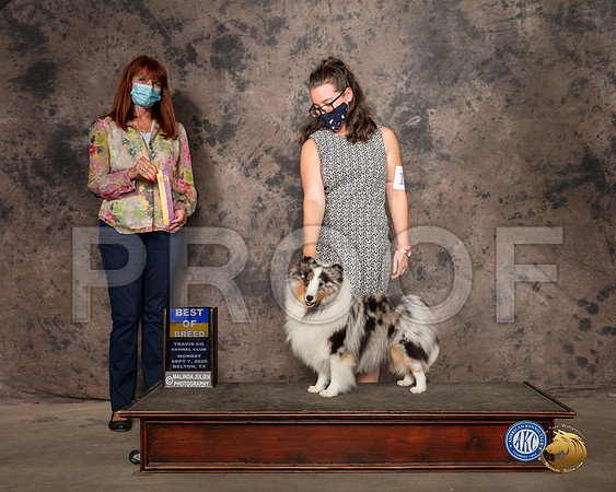 Shetland Sheepdog #18 Mon BOB Judge Linda Harlebaus_SR_9362_Belton2020_HR3