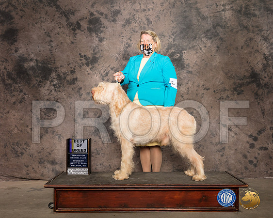 Spinoni #7 Mon BOB Judge Helen Dorrance_SR_9437_Belton2020_HR3