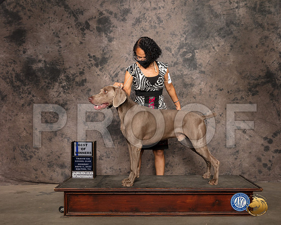 Weimaraner #7 Sun BOW Judge Helen Dorrance_SR_9368_Belton2020_HR3