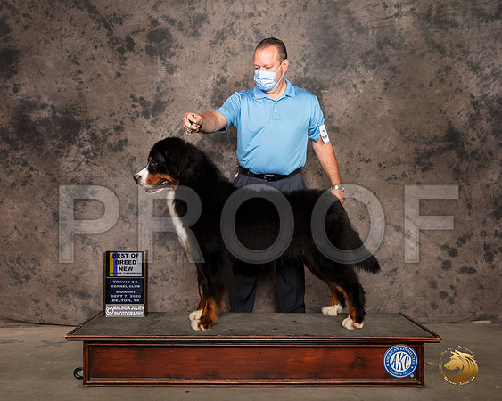 Bernese Mountain Dog #8 Mon BOB Judge Patricia Sosa_SR_9486_Belton2020_HR3