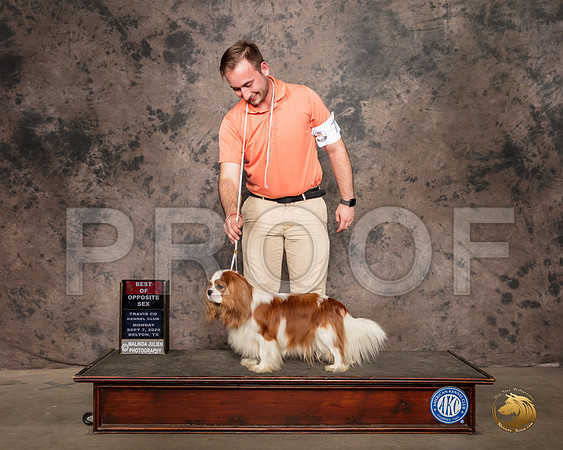 Cavalier King Charles Spaniel #8 Mon BOS Judge Lee Whittier_SR_9527_Belton2020_HR3