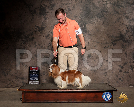 Cavalier King Charles Spaniel #8 Mon BOS Judge Lee Whittier_SR_9528_Belton2020_HR3