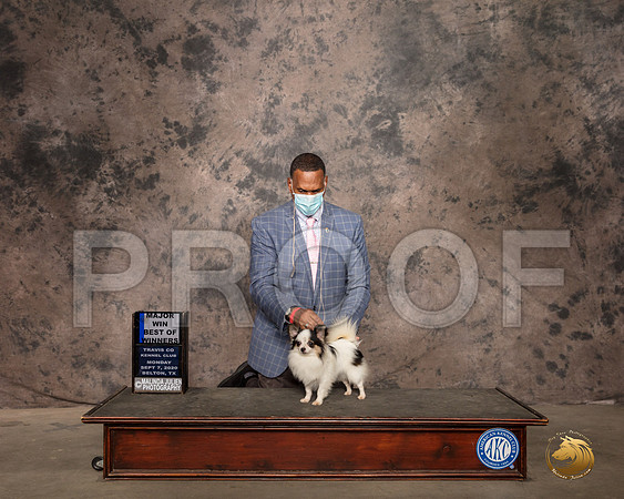 Chihuahua Long Coat #27 Mon BOW Judge Pamela Wilson _SR_9568_Belton2020_HR3