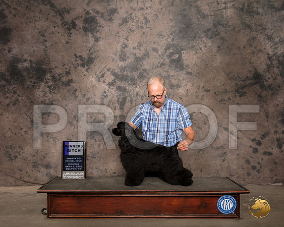 Cocker Spaniel Black #5 Mon WD Judge John Lucas_SR_9538_Belton2020_HR3