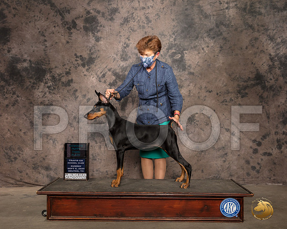 Doberman Pinscher #10 BestPuppy Judge Barbara Palmer_SR_9590_Belton2020_HR3