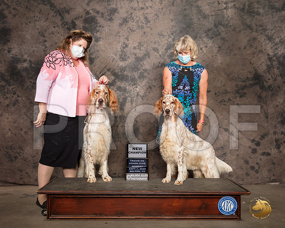 English Setter #8 Mon WB Judge Helen Dorrance_SR_9483_Belton2020_HR3
