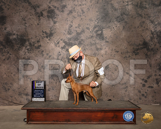 Miniature Pinscher #5 Mon BOB Judge Lee Whittier_SR_9563_Belton2020_HR3
